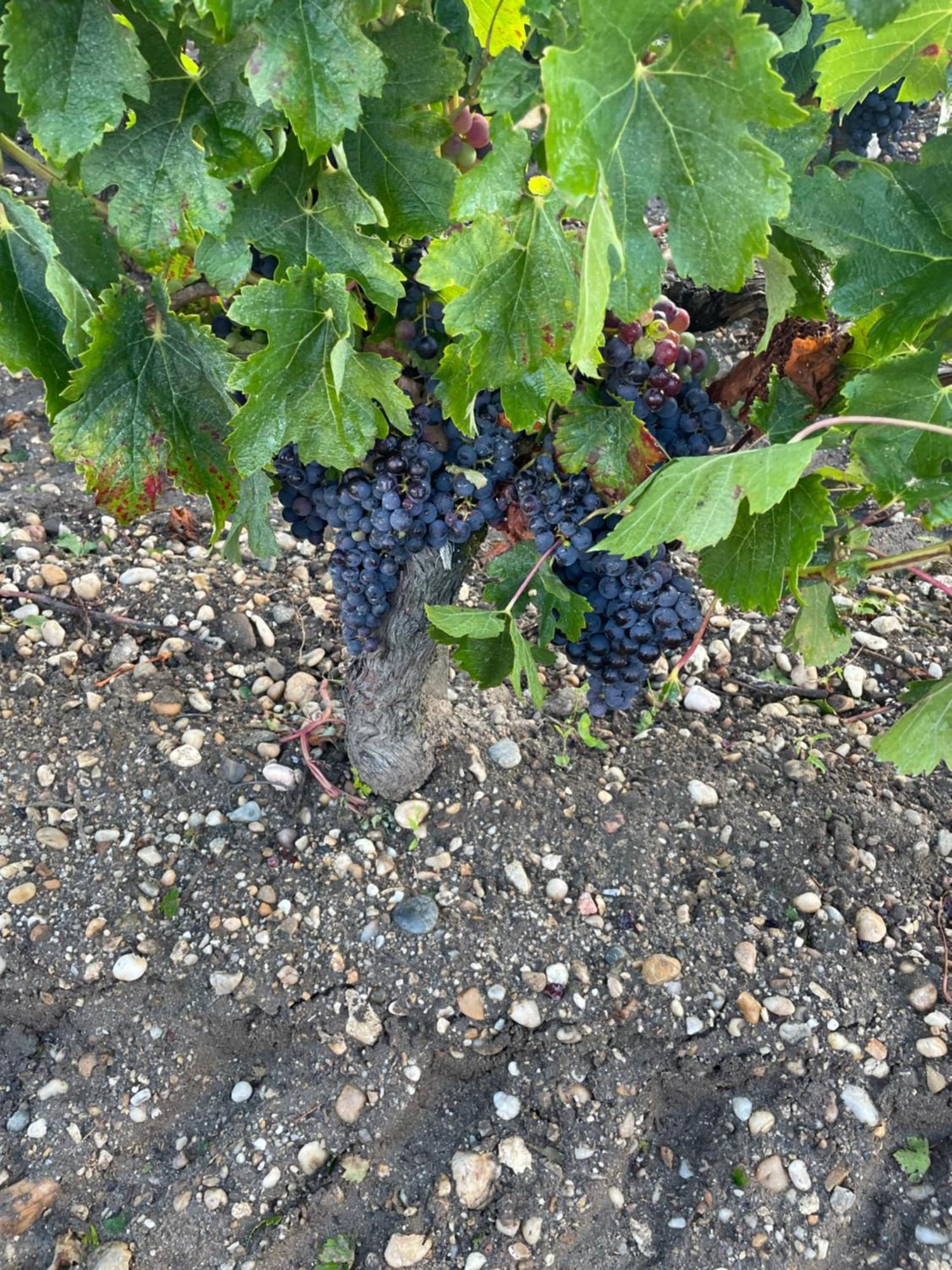 فيلا Domaine Des Quatre Terres Lesparre-Médoc المظهر الخارجي الصورة